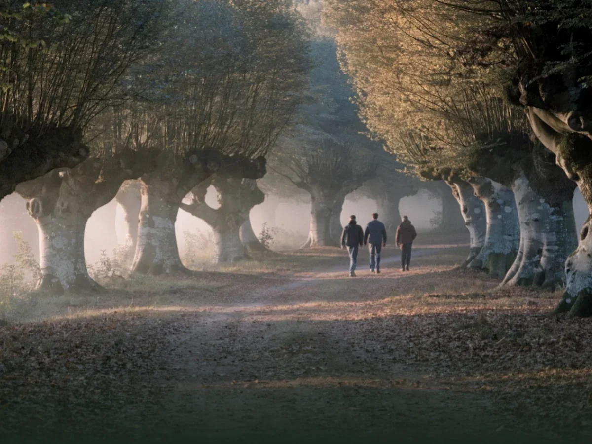 Two people walking an avenue of old trees in Epping Forest